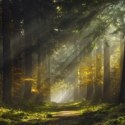 三张牌下载金花免费手机app下载